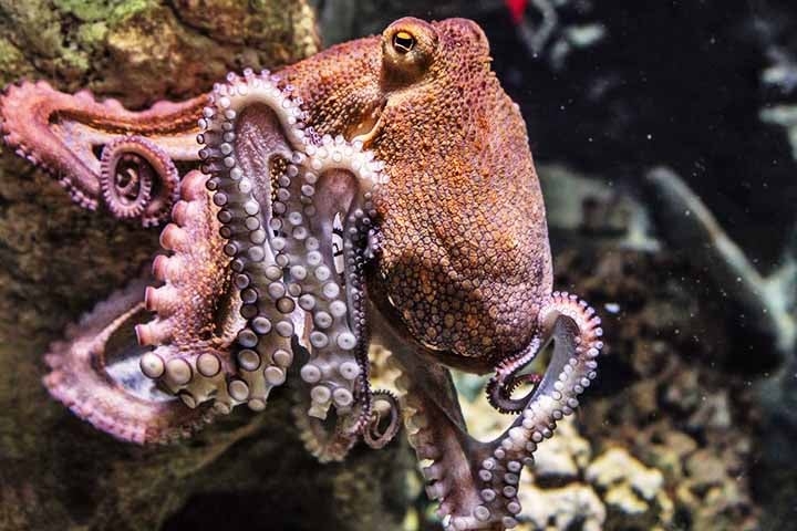 Cientistas do Instituto de Investigações Marinhas, da Espanha, perceberam um aumento na mortalidade de polvos na região da Galícia. E concluíram que o principal fator que provoca as mortes desses animais é o estresse.  Reprodução: Flipar