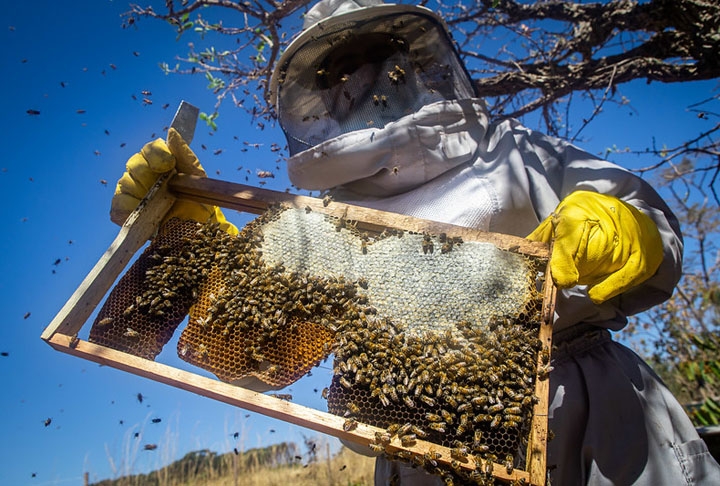 A apicultura consiste na criação de abelhas com ferrão com o objetivo de produzir mel, própolis, geleia real, pólen e cera de abelha Reprodução: Flipar