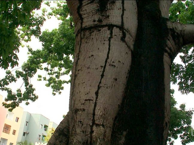 Flávio diz que a redução de áreas verdes nas cidades afeta a fauna e reduz o número de inimigos naturais dos insetos. Com isso, aumenta o risco de infestação por cupins e outras pragas dentro do tronco.