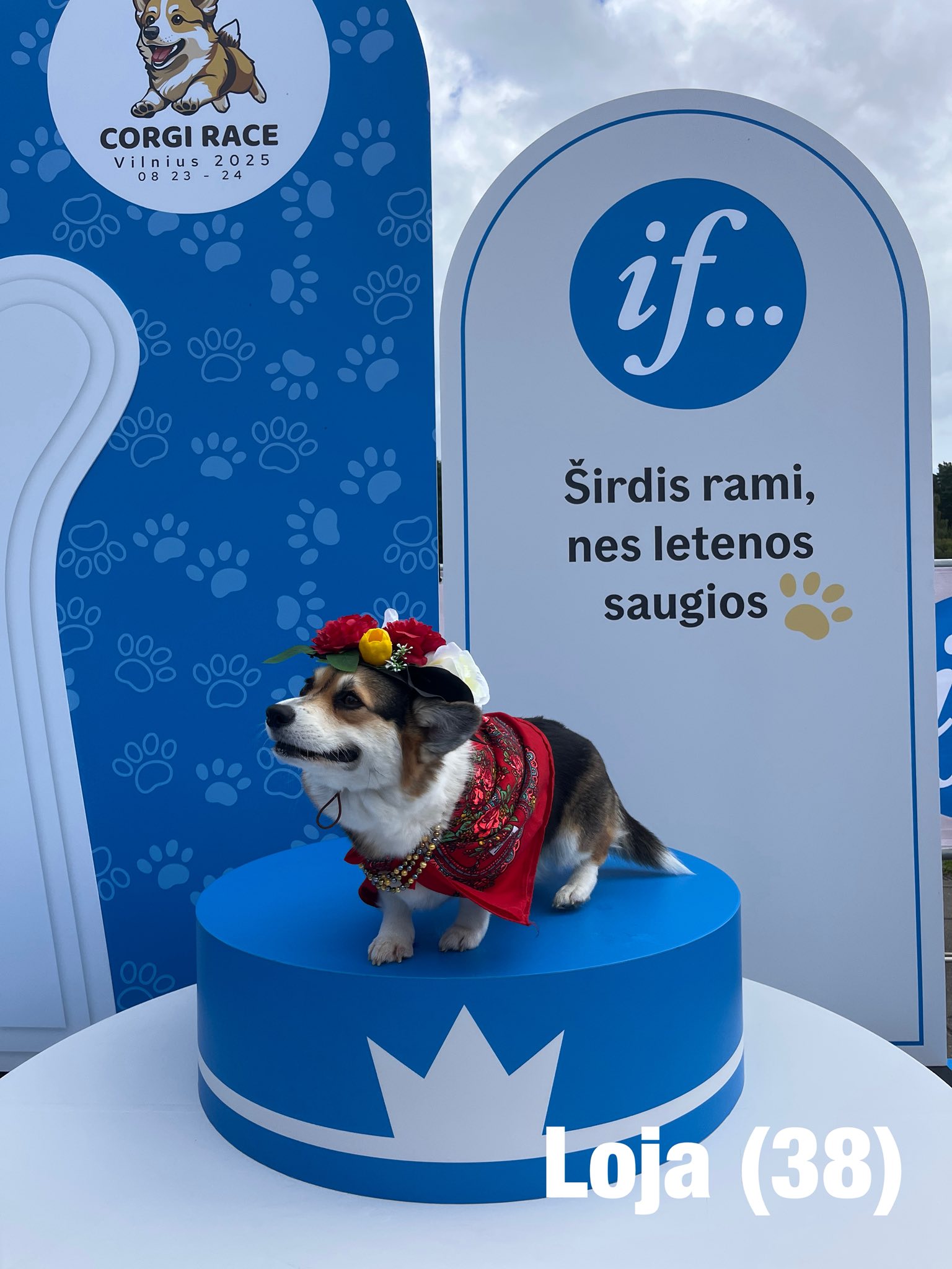 Corrida de Corgis reúne competidores fantasiados na Lituânia. Foto: Facebook/Corgi Race Vilnius