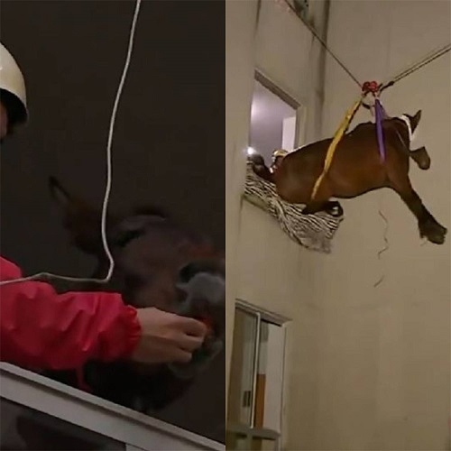 Segundo o Corpo de Bombeiros, o resgate da égua começou por volta de 12h e só terminou 19h30. Ao todo, 15 socorristas participaram da operação. Eles precisaram içar o animal através de uma janela. Reprodução: Flipar