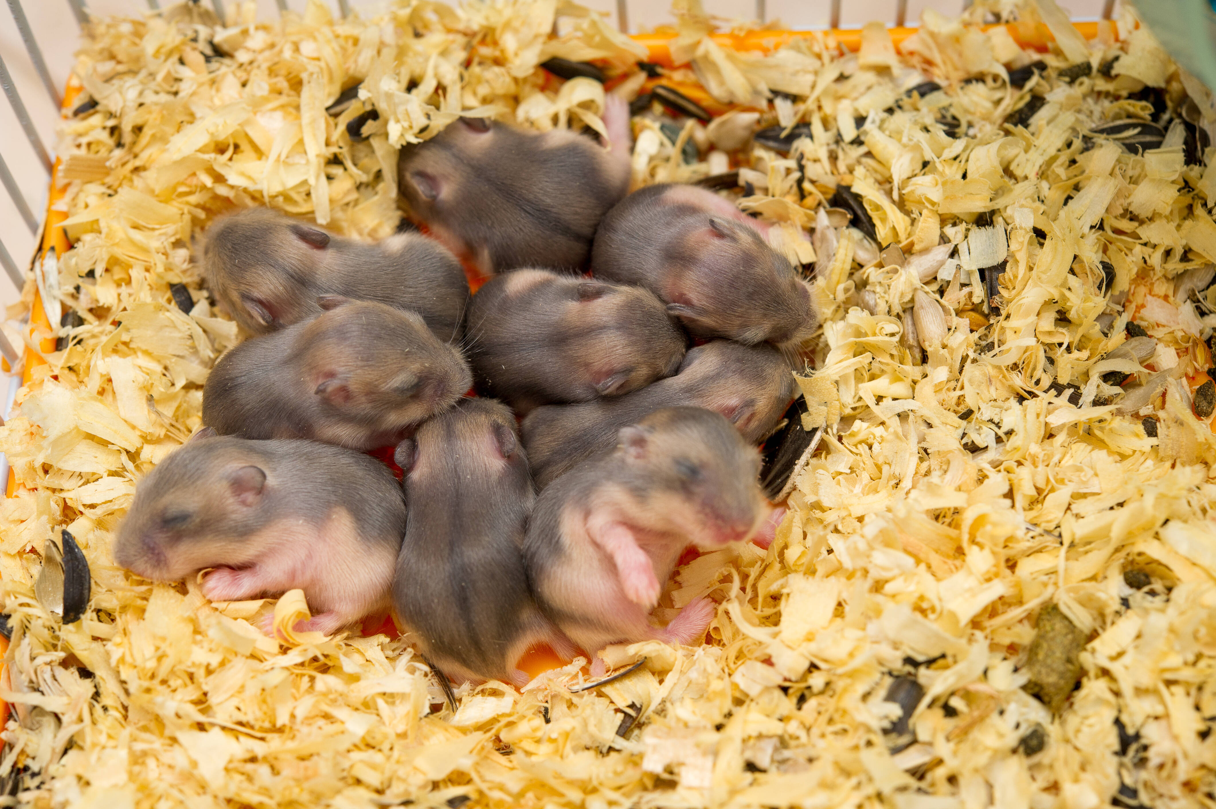 Existem casos de comportamento canibal na espécie, sendo relativamente comum encontrar os filhotes de hamster sendo comidos. Foto: reprodução shutterstock