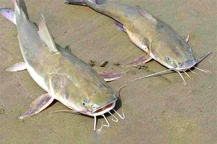 A recorrente presença de peixes bagres, tanto vivos quanto mortos, na areia e em áreas rasas do mar em praias do Litoral Norte paulista tem despertado apreensão entre moradores e visitantes. 
 Reprodução: Flipar
