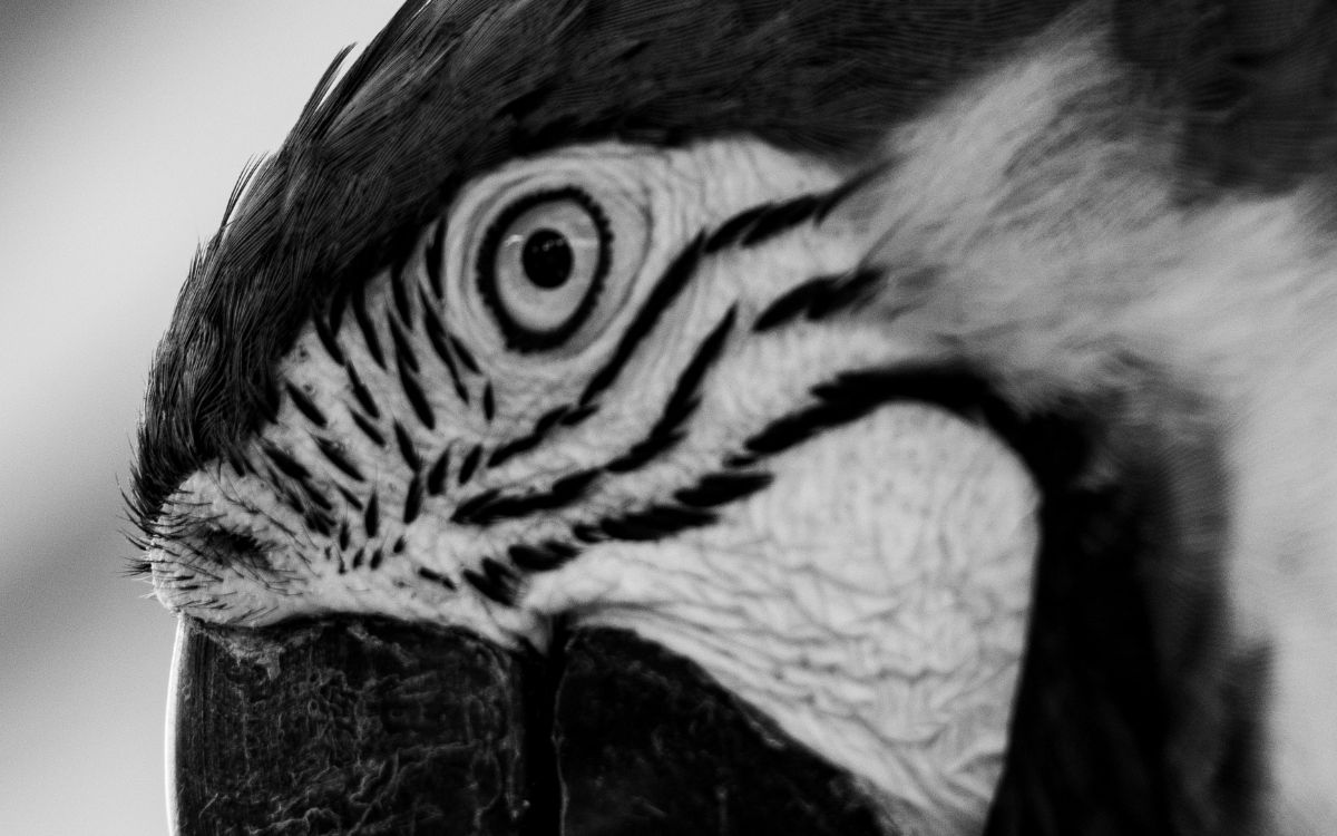 Araras-canindés voltam à Floresta da Tijuca após dois séculos de extinção. Foto: Divulgação/Flavia Zagury