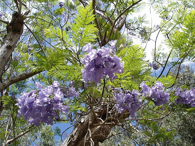 O jacarandá-mimoso (Jacaranda mimosifolia), uma árvore originária da América do Sul, especialmente da Argentina e Brasil, impressiona pela floração azul-arroxeada em grandes cachos. Além de seu uso ornamental devido à beleza das flores, o jacarandá é valorizado pela madeira resistente, amplamente utilizada na marcenaria Reprodução: Flipar