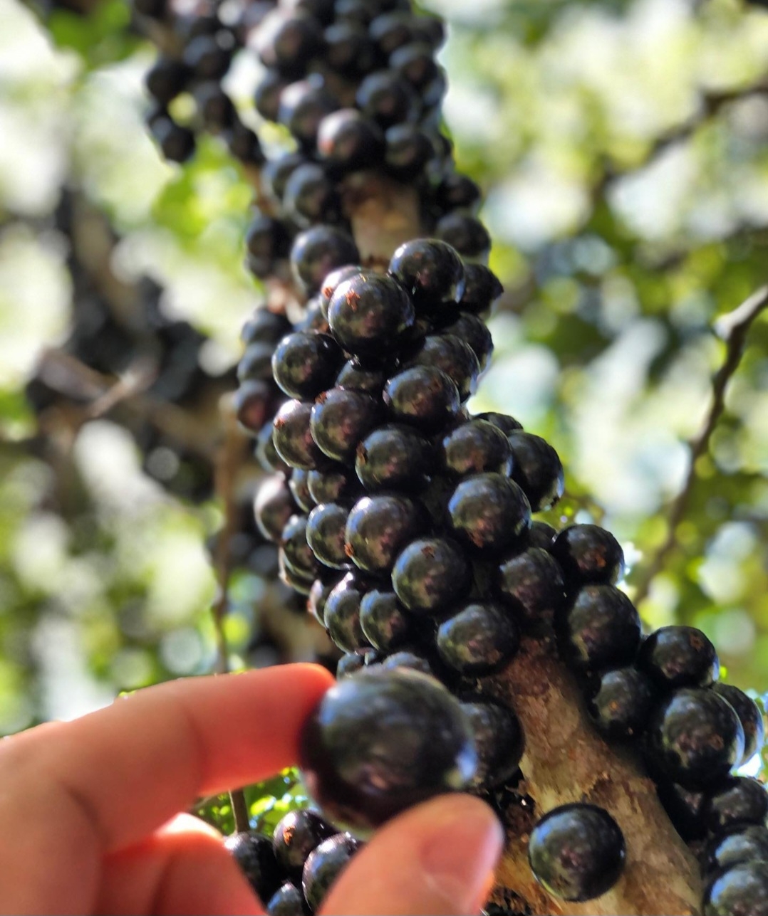 A história da Fazenda Jabuticabal se confunde com a criação da capital. Os primeiros pés foram plantados em 1947, por Antônio, que era pedreiro e feirante, e sua esposa, Maria da Luz de Jesus, falecida em 2007. Reprodução: Flipar