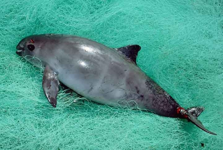 Vaquitas são criaturas pequenas, com tamanho entre 1,2 e 1,5 metro, e já estavam correndo perigo antes mesmo da pesca ilegal dos totoabas. Por isso, é crucial tomar medidas rápidas para impedir que as vaquitas desapareçam completamente. Reprodução: Flipar