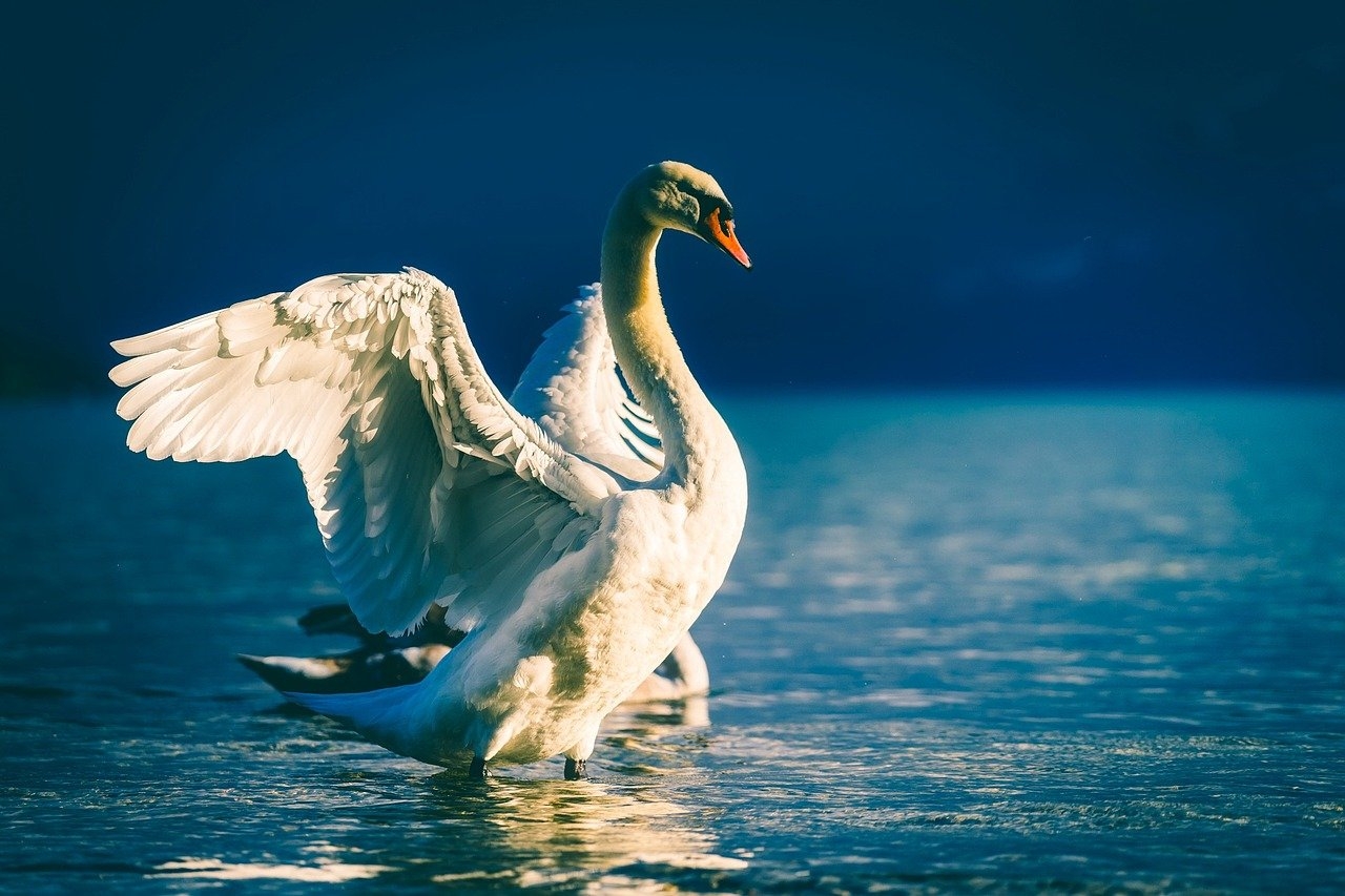 Eles podem se alimentar tanto na água quanto em terra. Afinal, os cisnes são quase inteiramente herbívoros, embora possam comer uma variedade de pequenos animais.  Reprodução: Flipar