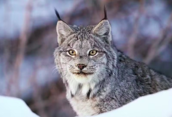 O lince-do-Canadá (Lynx canadensis) é um felino nativo das florestas boreais da América do Norte, amplamente distribuído pelo Canadá e regiões do Alasca, além de algumas partes do norte dos Estados Unidos. Reprodução: Flipar