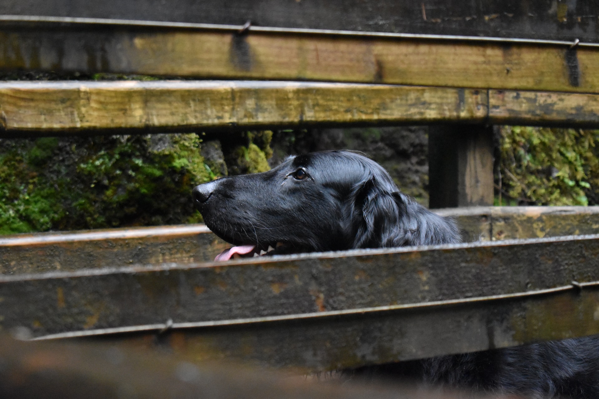 Flat-coated Retriever. Foto: Ruby Love/Unsplash