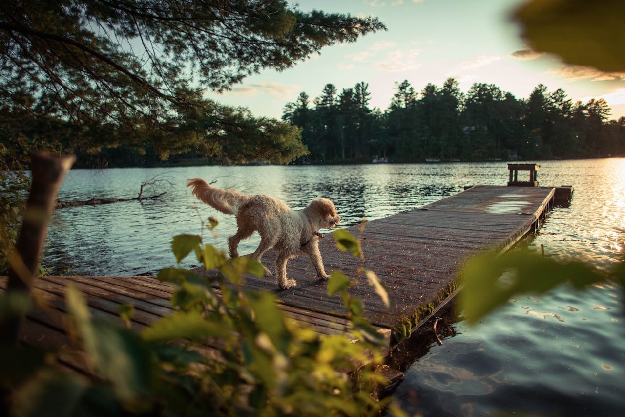 O Poodle é uma raça de cachorro originária da Alemanha, embora seja frequentemente associada à França. Inicialmente, era utilizado como cão de caça, especialmente para recuperar aves aquáticas caçadas. Reprodução: Flipar