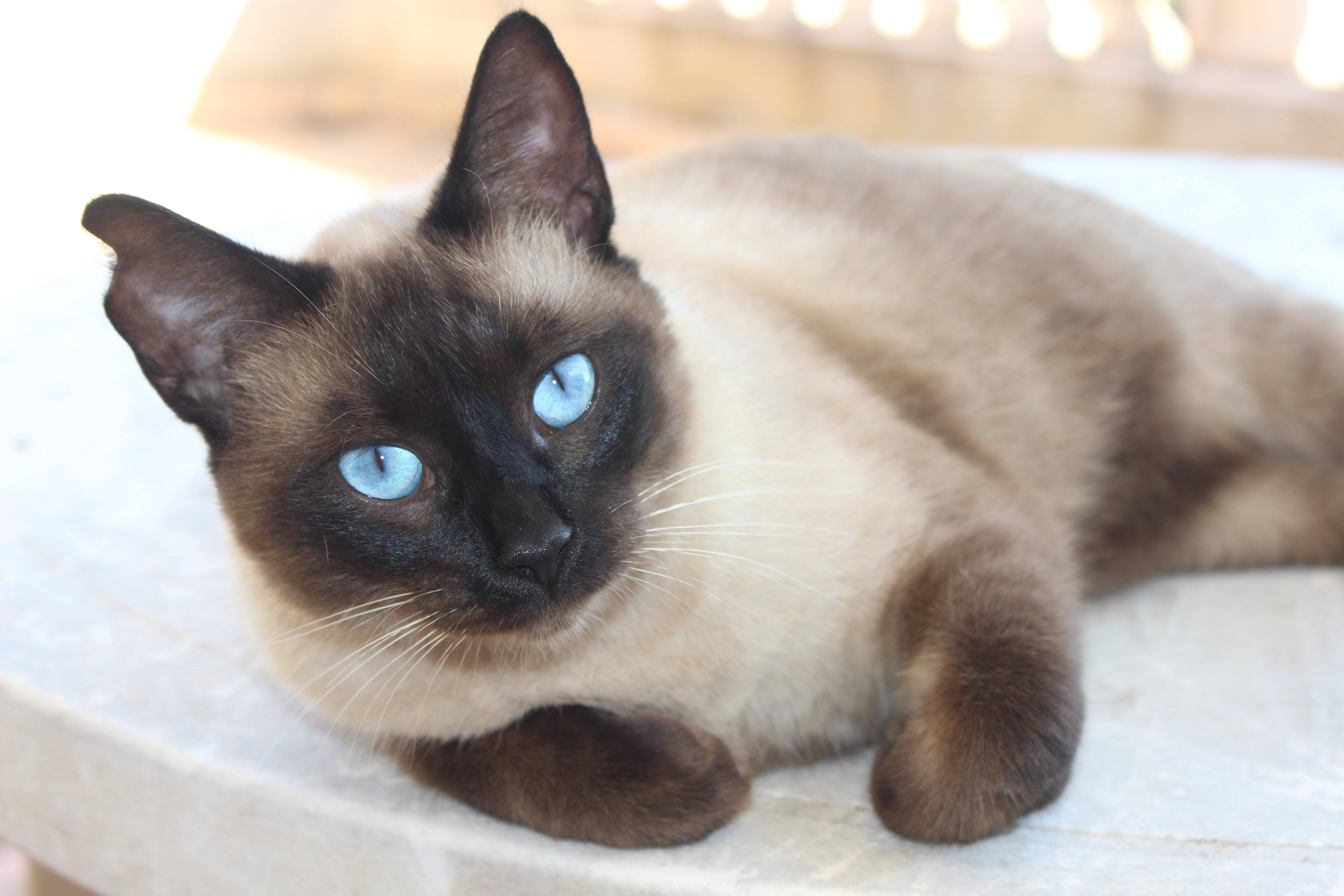 Das variadas raças de gatos, o siamês é conhecido pela cor de sua pelagem . Foto: Reprodução