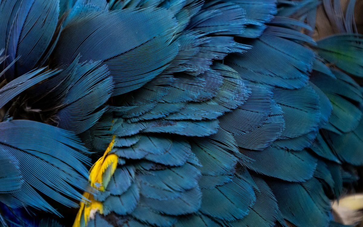 Araras-canindés voltam à Floresta da Tijuca após dois séculos de extinção. Foto: Divulgação/Flavia Zagury