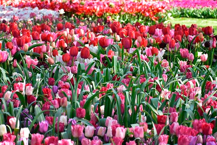 As tulipas são flores belas e populares, conhecidas por suas cores vibrantes e formas elegantes. Conheça tudo sobre elas nesta galeria  Reprodução: Flipar