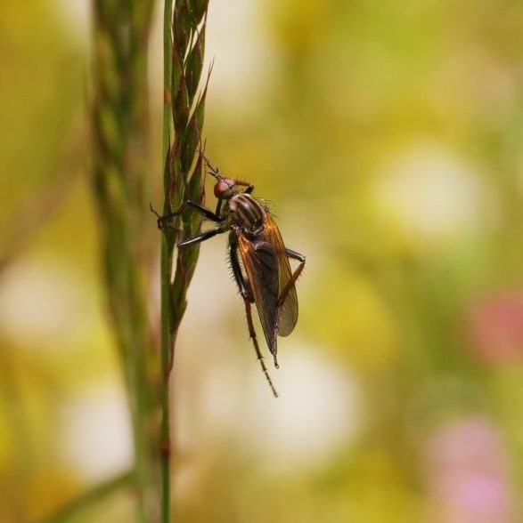 Existem milhares de espécies de moscas que desempenham papéis importantes na natureza, tanto como polinizadoras quanto como decompositoras. Reprodução: Flipar