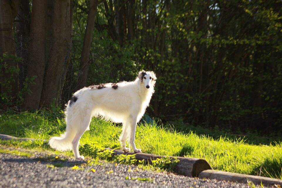 Os cães da raça Borzoi quase foram extintos, vitimas de assassinato durante a Revolução Russa . Foto: Bob63/Pixabay