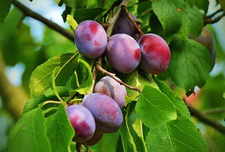 Ela pode ser consumida fresca, seca ou em calda, e é rica em vitaminas, minerais e compostos bioativos que a tornam uma excelente opção para manter o corpo saudável. Sabia disso? Então fique com o Flipar para saber mais sobre esta deliciosa fruta. Reprodução: Flipar