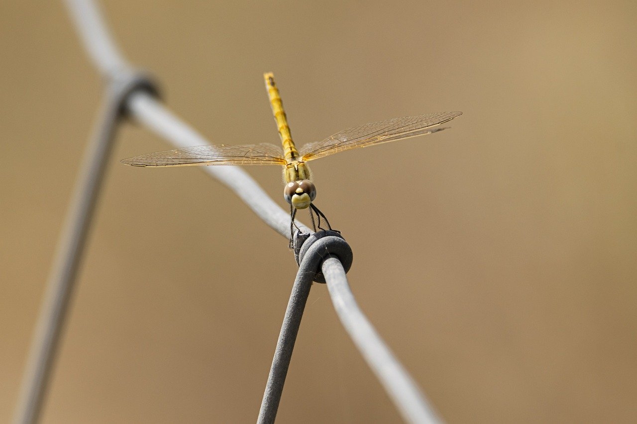 As libélulas são insetos fascinantes que servem como indicadoras ecológicas, já que sua presença está frequentemente associada à boa qualidade da água em ambientes aquáticos. Veja curiosidades sobre elas. Reprodução: Flipar