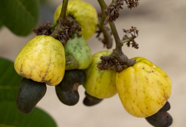 Esses locais aproveitam as condições climáticas favoráveis para o cultivo do cajueiro. Reprodução: Flipar