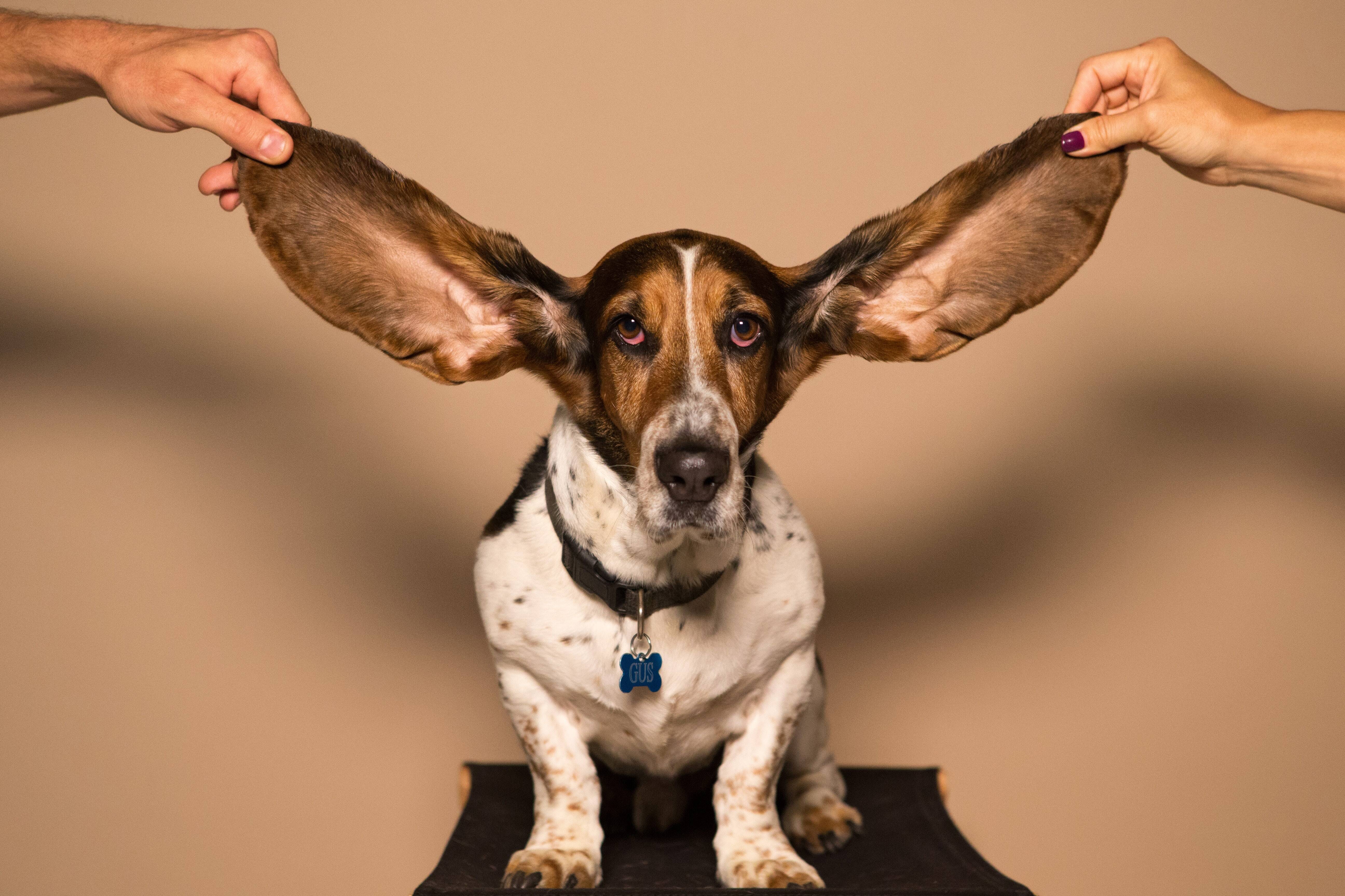 As longas orelhas precisam de cuidados especiais . Foto: Kyle Smith/Unsplash