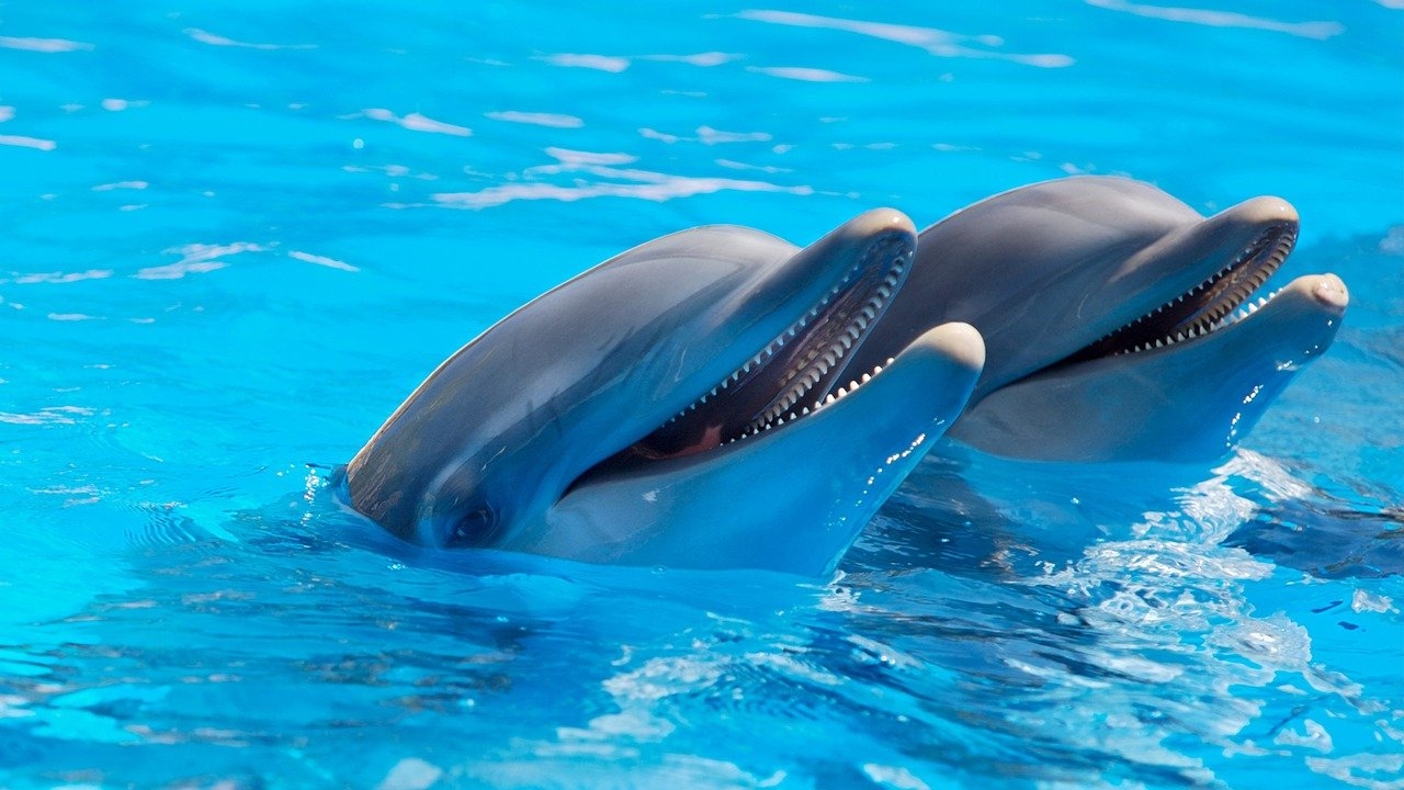 Golfinhos chamam uns aos outros pelo nome. Os sons que eles emitem identificam quem é quem.  Reprodução: Flipar