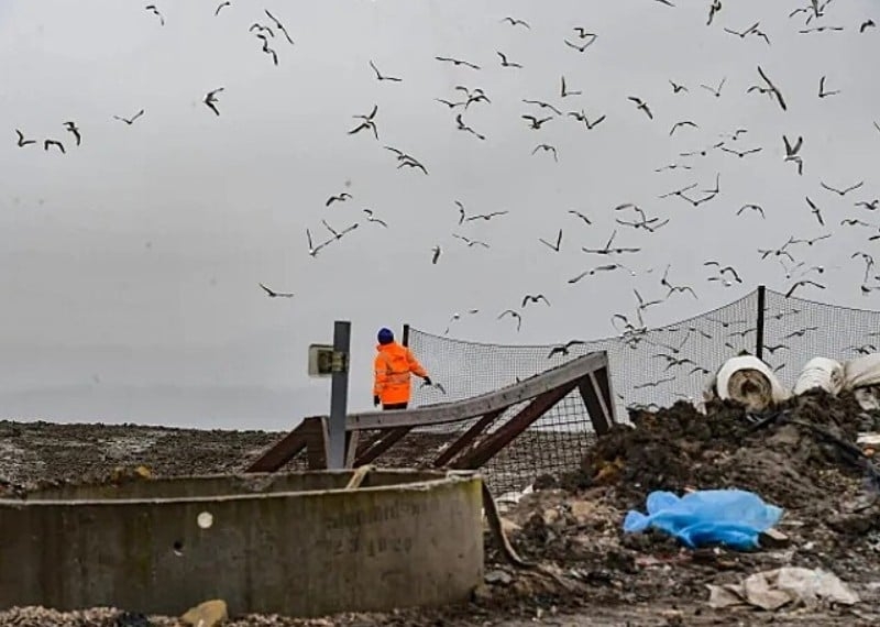 Uma “invasão” de gaivotas transformou em tormento a vida dos moradores de uma vila na Inglaterra. De acordo com reportagem do jornal “Daily Mail”, milhares de aves foram atraídas para a Vila de Altham, no condado de Lancashire, após a expansão de um aterro sanitário nas proximidades. 
 Reprodução: Flipar