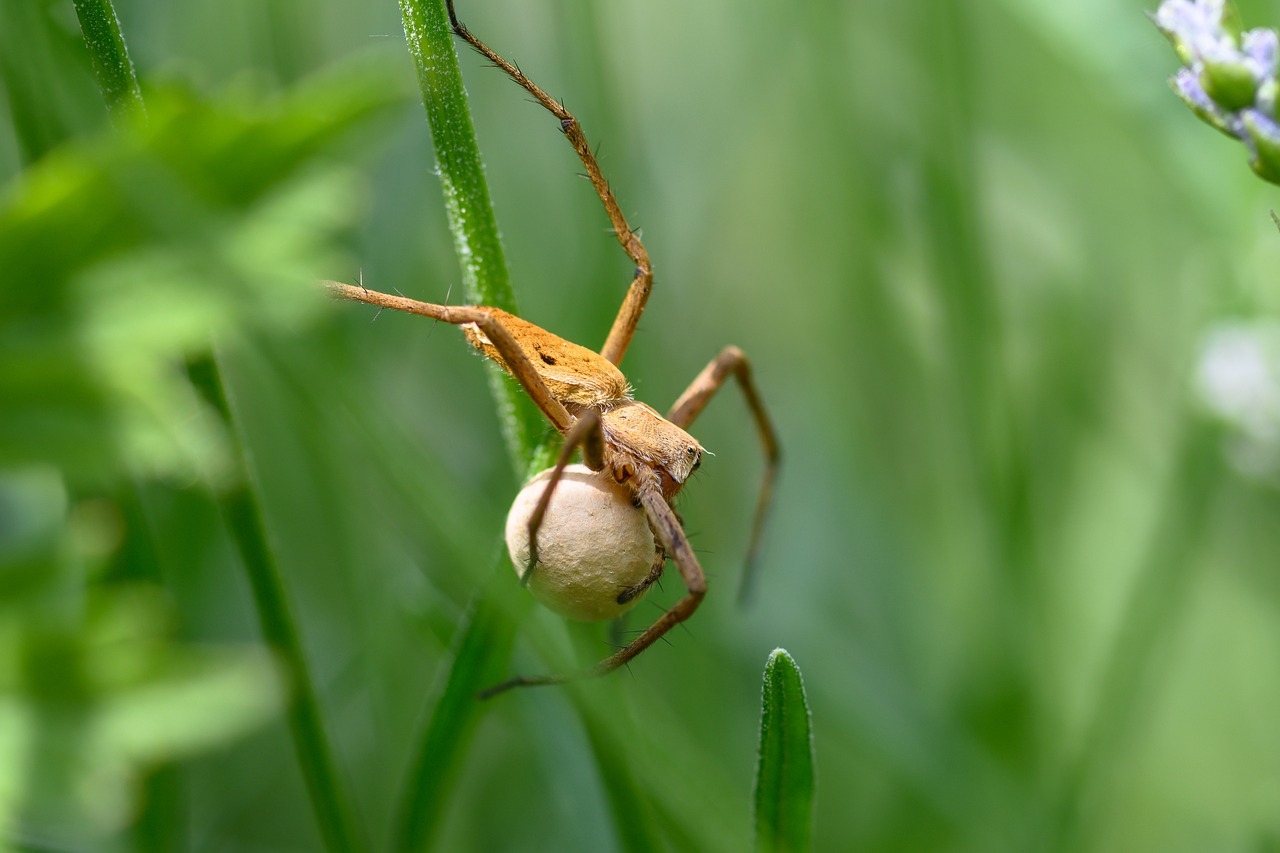 As aranhas também são ovíparas. Elas botam os ovos em sacos de seda. Reprodução: Flipar