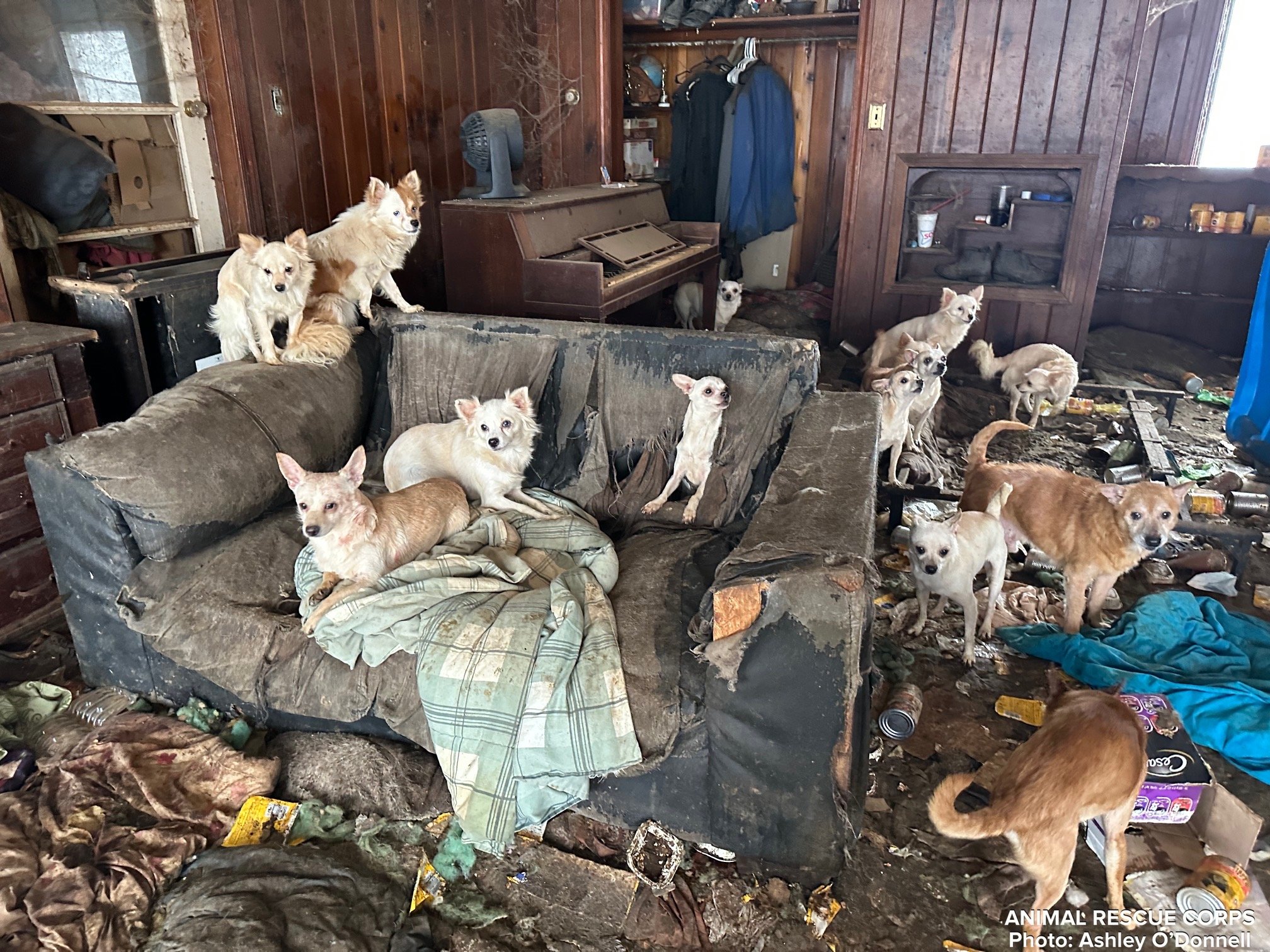 Os animais abandonados foram encontrados em uma casa em Dyer, Tennessee.. Foto: Facebook/Animal Rescue Corps - 26/12/2022