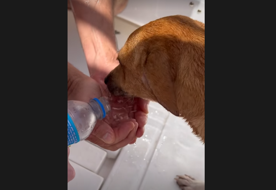 A cachorra recebeu água para se hidratar após o resgate. Foto: Reprodução/Instagram