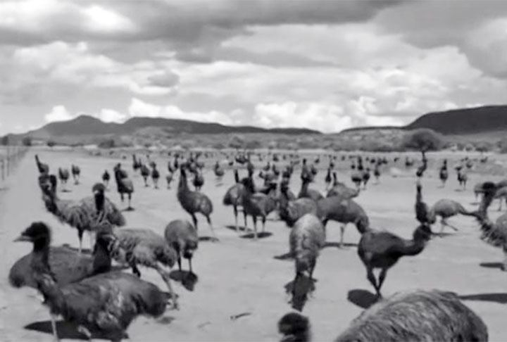 Assim, em caso de sinal de perigo, as aves iniciavam uma fuga em massa e em alta velocidade, para desespero dos combatentes. Reprodução: Flipar