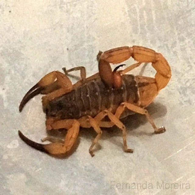 Escorpião-amarelo - Seu veneno é ainda mais forte que o do escorpião-marrom. Ele mede cerca de 7 cm.  Ambas as espécies podem causar danos ao sistema nervoso, dor, bolhas na pele, tosse, vômito e falta de ar.   Reprodução: Flipar