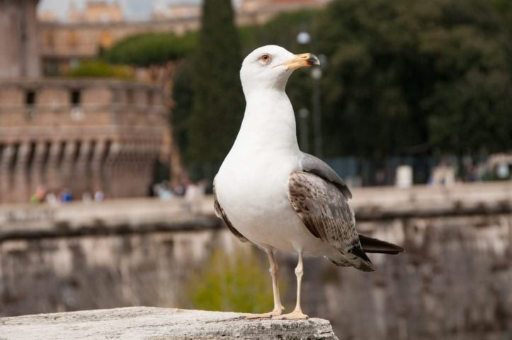 Uma curiosidade interessante é que as gaivotas são conhecidas por sua memória impressionante, sendo capazes de reconhecer indivíduos que as alimentam ou que representam uma ameaça. Reprodução: Flipar