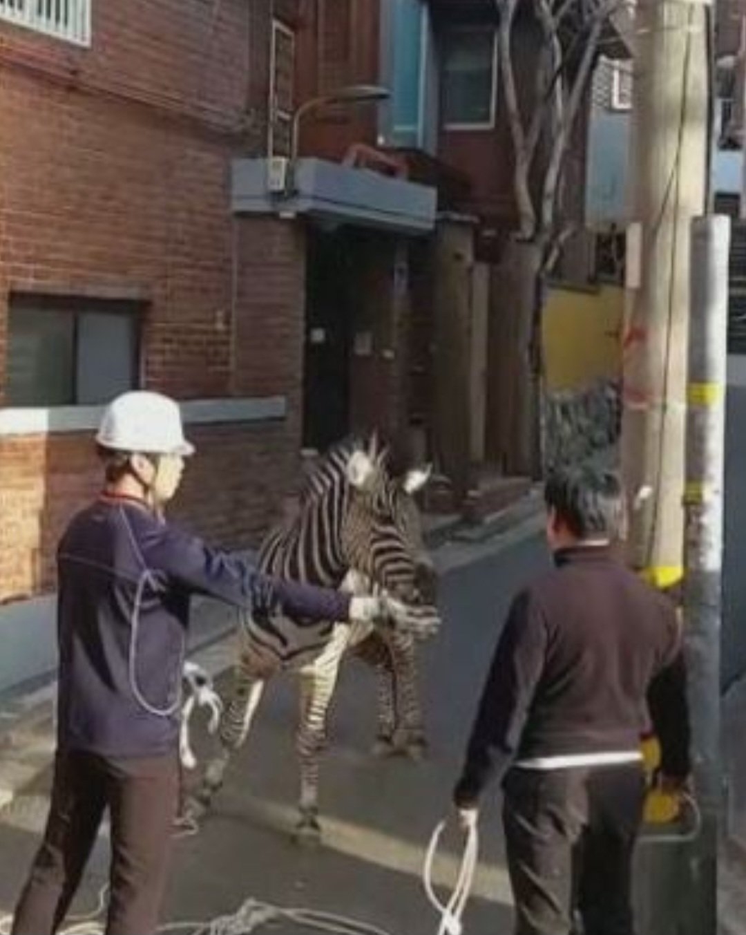 A equipe se manteve a uma certa distância para fazer o disparo em segurança. Após ser atingida pelo dardo, a zebra ficou tonta e os agentes puderam se aproximar. Reprodução: Flipar
