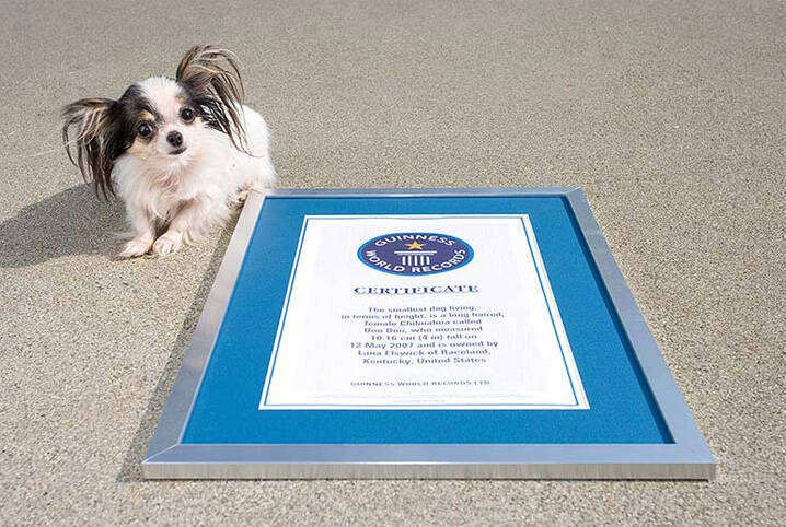 Boo Boo, Chihuahua de apenas 10 cm que foi o menor cachorro do mundo até 2013. Foto: Reprodução