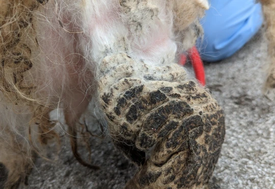 Foram raspados cerca de 2 kg de pelo podre. Foto: Reprodução/RSPCA