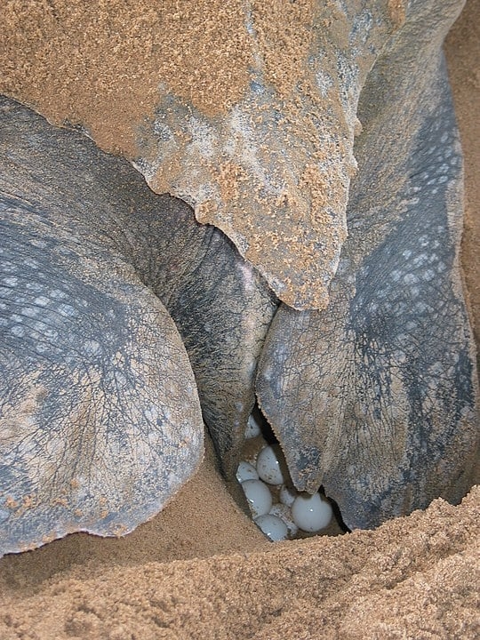 As tartarugas montam seus ninhos e colocam os ovos na areia. As tartaruguinhas nascem entre setembro e março para deleite de pessoas que acompanham esse espetáculo.  Reprodução: Flipar