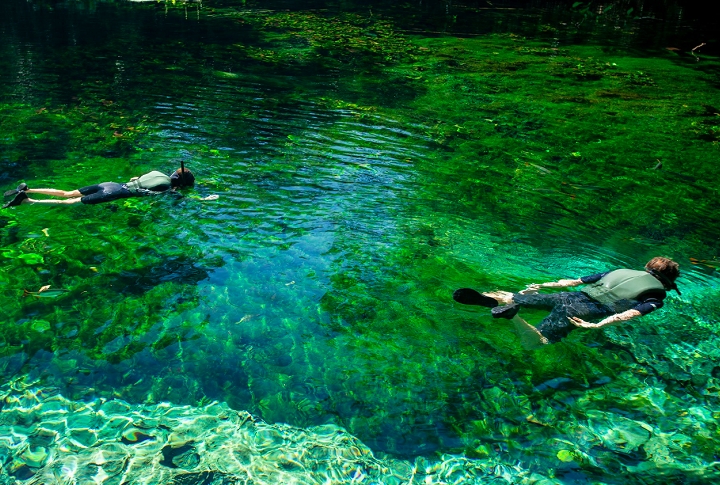 Aquário Natural de Bonito (MS): Localizado na Reserva Ecológica Baía Bonita, a cerca de 7 km do centro da cidade de Bonito, no Mato Grosso do Sul, a visita de cerca de 2 horas pelos rios de águas cristalinas permite que o público observe com facilidade os peixes e a vegetação subaquática. Reprodução: Flipar