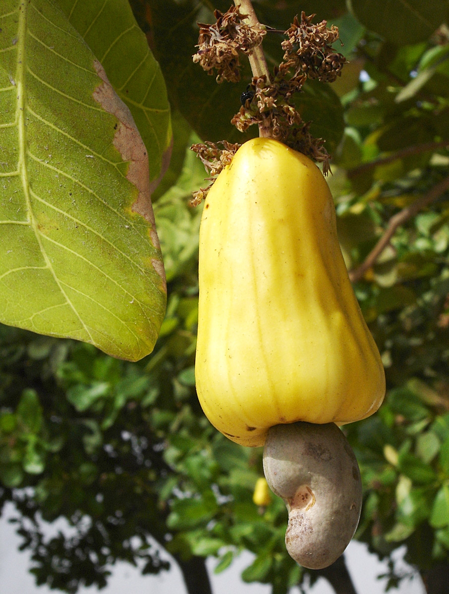 Nutricionalmente, o caju é uma fruta poderosa, rica em vitamina C, antioxidantes e minerais essenciais, que fortalece o sistema imunológico e ajuda na prevenção de doenças. Reprodução: Flipar