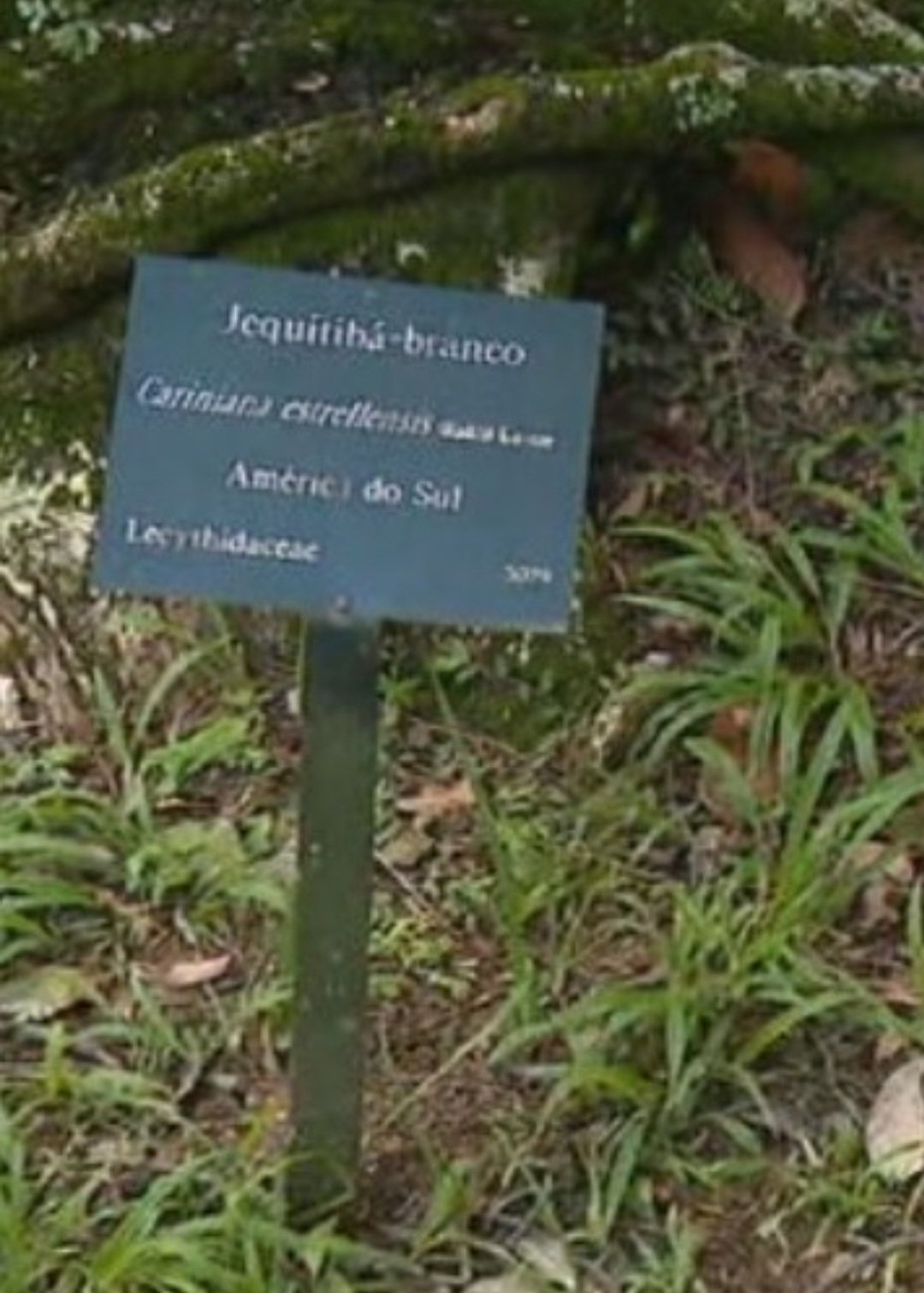 O Jardim Botânico do Rio de Janeiro, na zona sul carioca, chegou a criar um tour por uma trilha na área verde, passando por 20 exemplares de jequitibá, o mais alto deles com 31 metros. Reprodução: Flipar