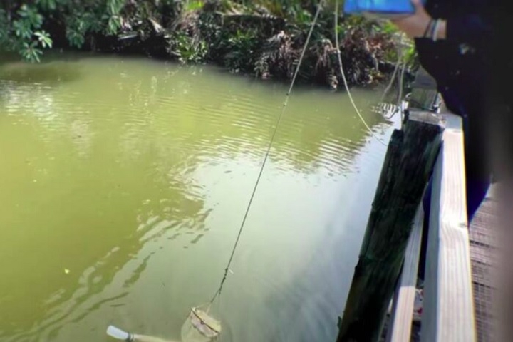 Apesar de Mai Po ser considerada uma área bastante investigada, o surgimento de uma espécie desconhecida nesse ambiente foi importante para manter as pesquisas constantes.  Reprodução: Flipar