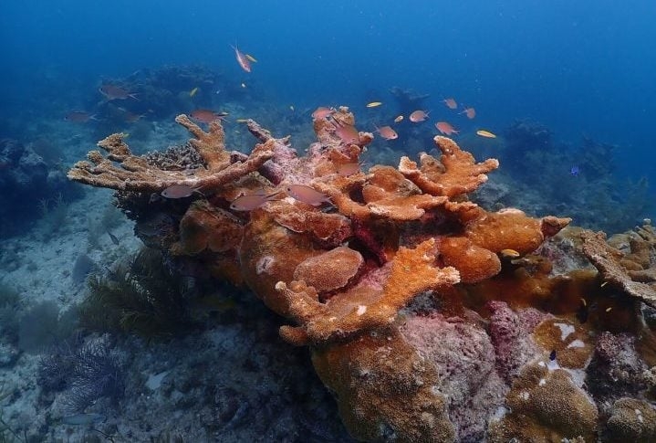 5º) Barreira de Coral Florida Keys, EUA: Localizada ao largo da costa sul da Flórida, é o terceiro maior sistema de recife de barreira de coral do mundo, com aproximadamente 360 quilômetros de extensão. Reprodução: Flipar