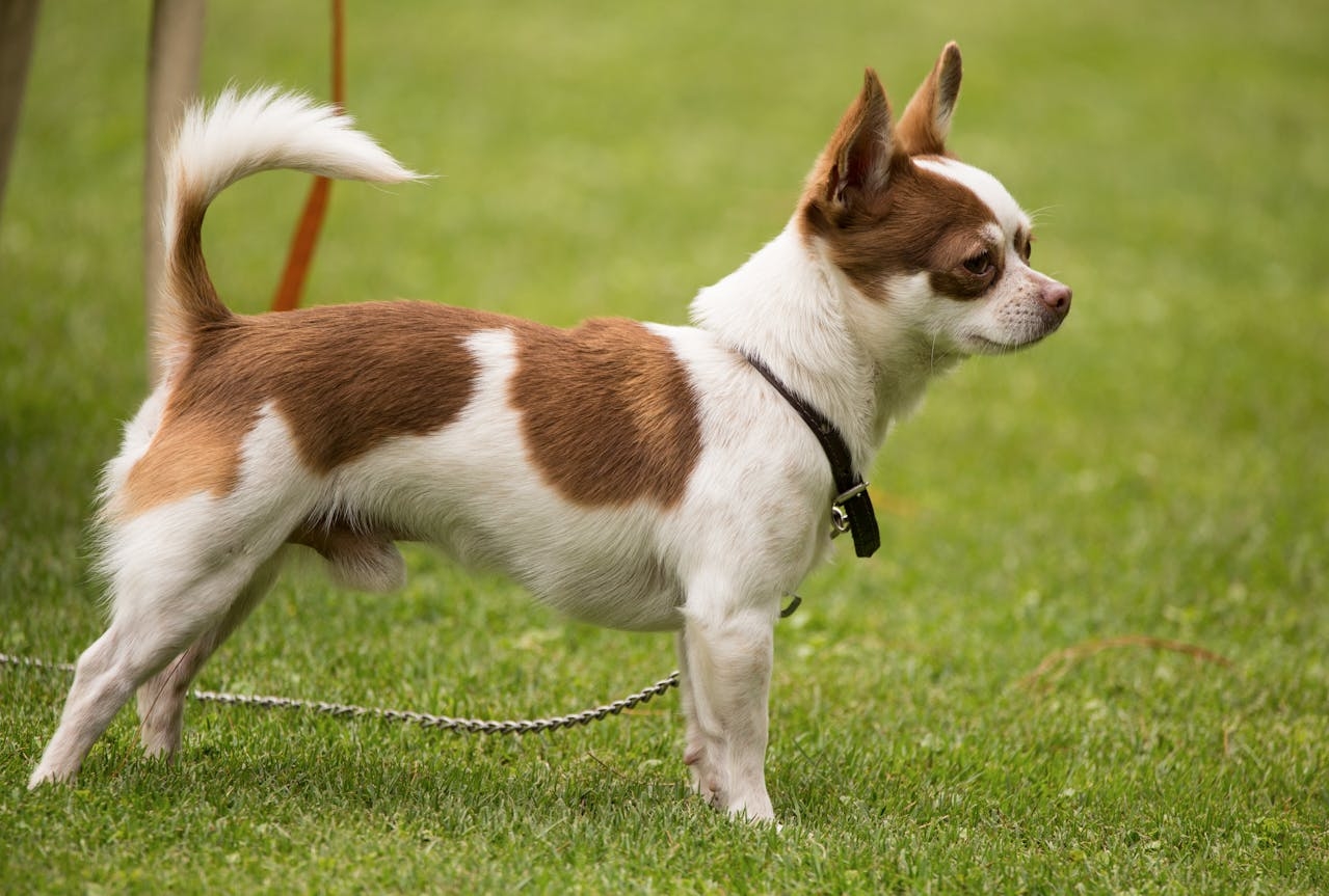 O Chihuahua é uma das raças de cães mais pequenas e populares do mundo. Sua origem remonta ao México, mais especificamente à região de Chihuahua, de onde a raça recebeu o nome. Reprodução: Flipar