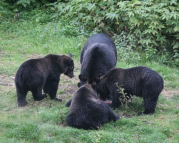 Nessas horas, não adiantaria nem correr, pois os ursos dessa espécie alcançam uma velocidade de até 50 km/h. Reprodução: Flipar