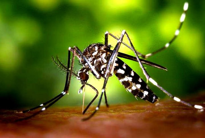 É muito importante se proteger de mosquitos em geral. De acordo com um levantamento da Fundação Bill e Melinda Gates, o inseto é o mais mortal do mundo e causa mais óbitos do que feras como leões, tigres, cobras e tubarões.  Reprodução: Flipar