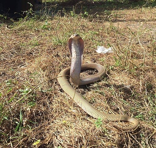 Seu habitat natural varia bastante, incluindo florestas tropicais, savanas, desertos e áreas agrícolas. Adaptam-se bem a ambientes com boa oferta de presas e locais para se esconder.
 Reprodução: Flipar