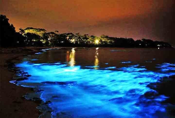 Baía de Luminous Lagoon - Lagoa luminosa da Jamaica, no Caribe, é habitat de milhares de organismos que se iluminam quando tocados.

 Reprodução: Flipar