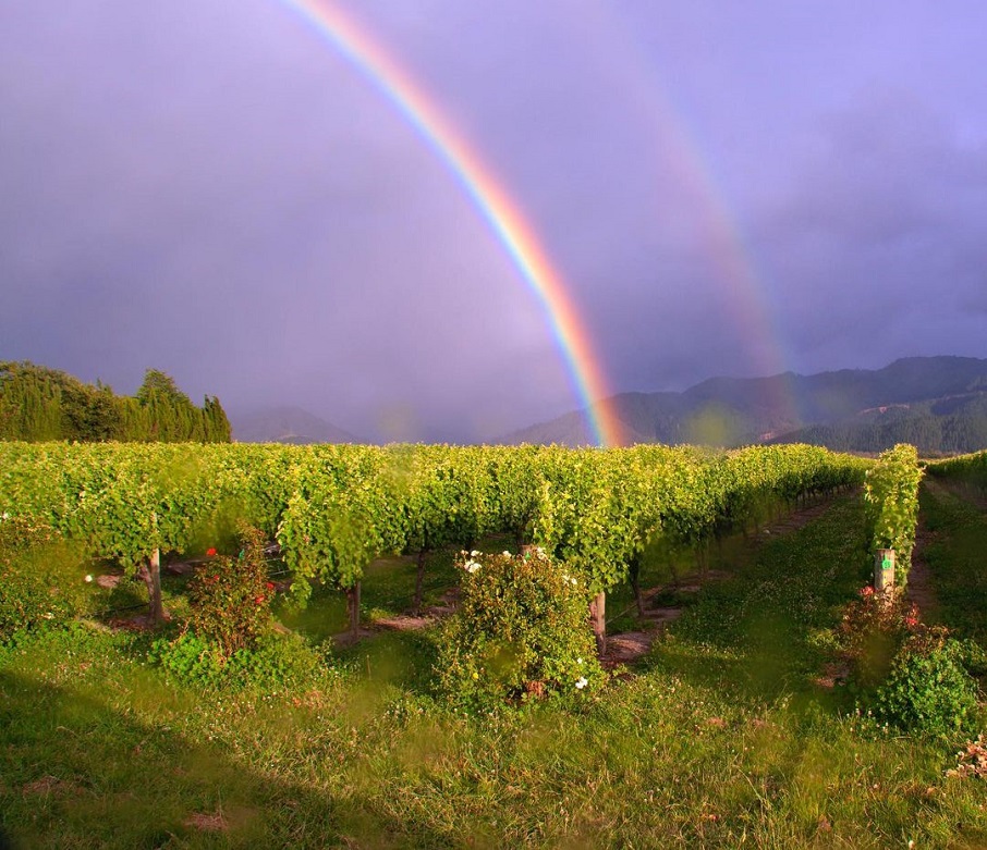 Plantação de uvas para a produção do vinho Sauvignon Blanc em Blenheim, cidade mais populosa da região de Marlborough, no nordeste da Ilha Sul da Nova Zelândia.. Foto: Reprodução/Instagram 26.01.2023