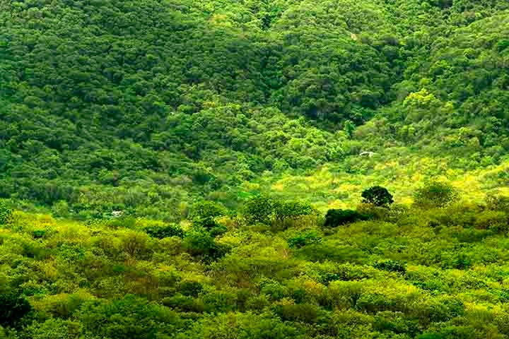 Esse Parque tem o espaço totalizando 3.796 km² e apresenta um vasto patrimônio biológico, geológico e paleontológico. Parte de seu território já era reconhecido como Área de Proteção Ambiental Chapada do Araripe desde 1997. Reprodução: Flipar