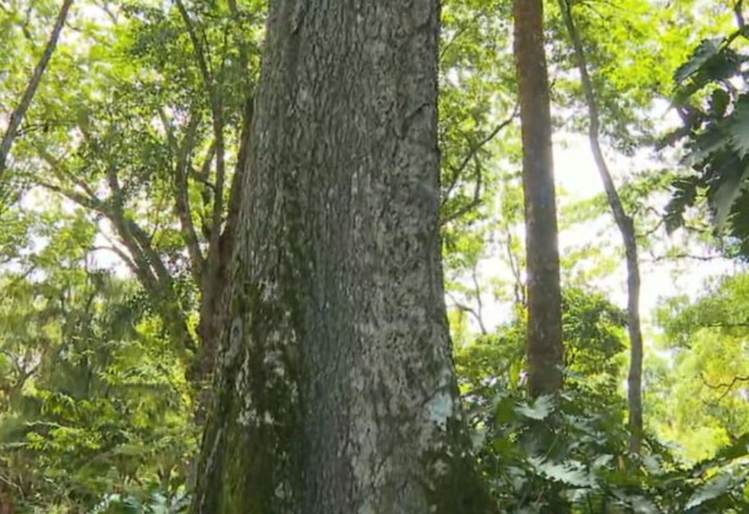 Sua madeira é valorizada na construção civil e no artesanato, enquanto a árvore desempenha um papel crucial em ecossistemas, proporcionando habitat e alimento para diversas espécies.  Reprodução: Flipar