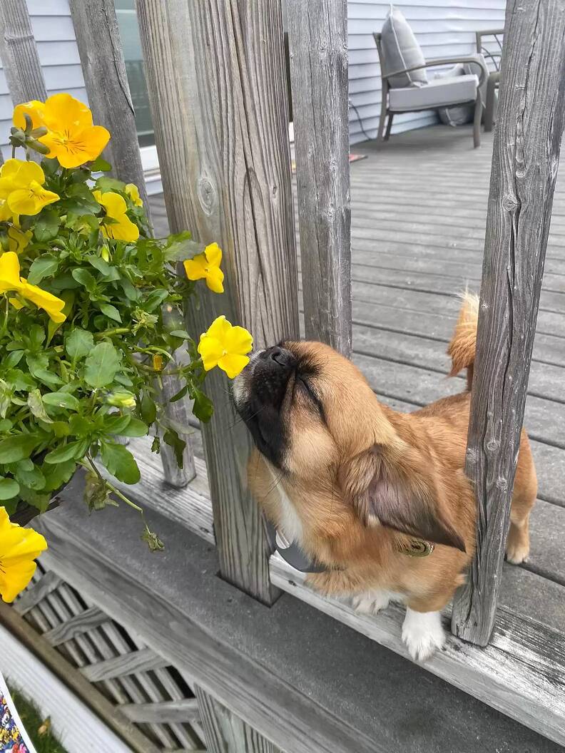 Finn ama cheirar todas as flores que encontra pelo caminho. Foto: Reprodução/Instagram